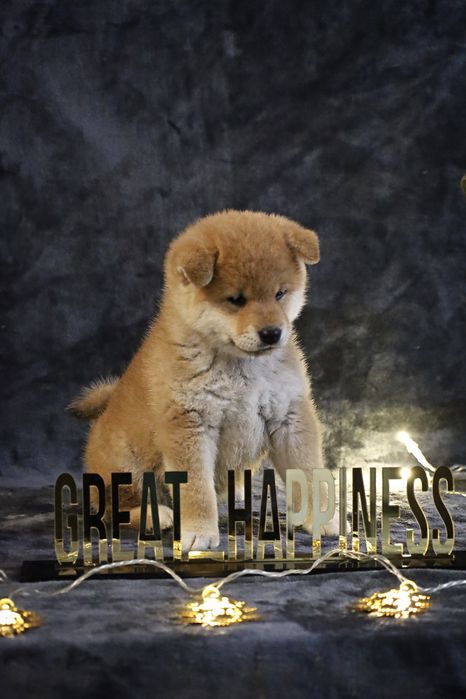 Щенки Сиба Ину (Шаба)