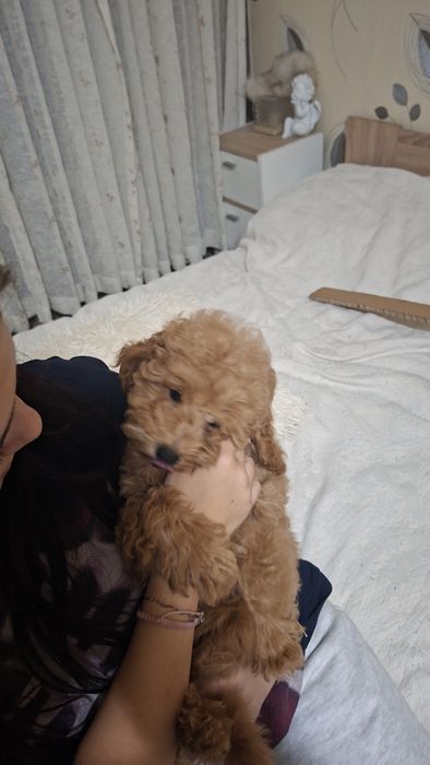 Куче Poodle Toy (пудел той)