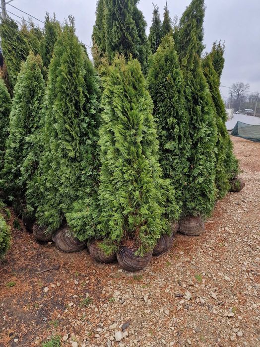 Tuia Smaragd(Thuja occidentalis)