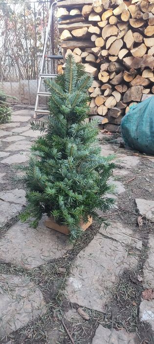 Pomisori brad natural . Coronite