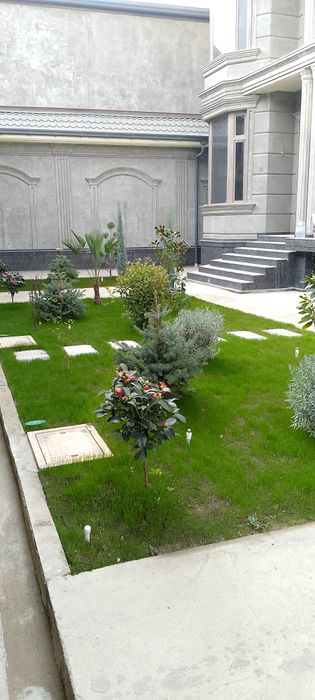 Savdonik tok kesish daraxt kesish