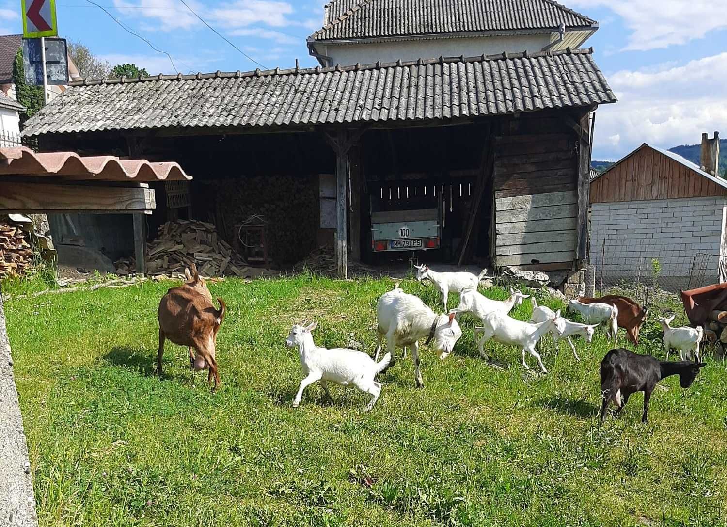 Capre și ieduțe de vânzare