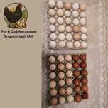 Ouă de Rasă pentru Incubat (Australorp, Wyandotte, Marans)