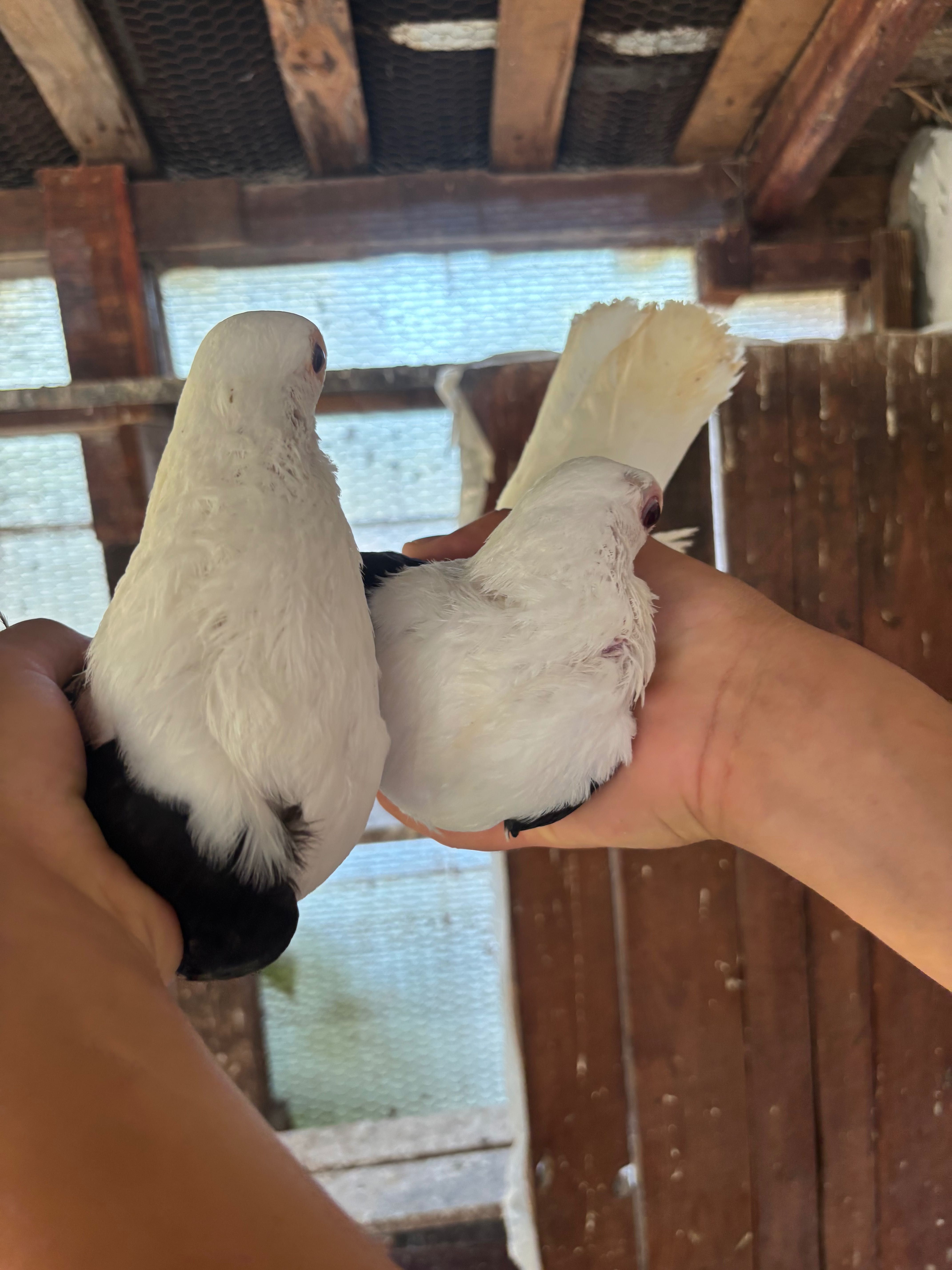 Продавам гълаби..