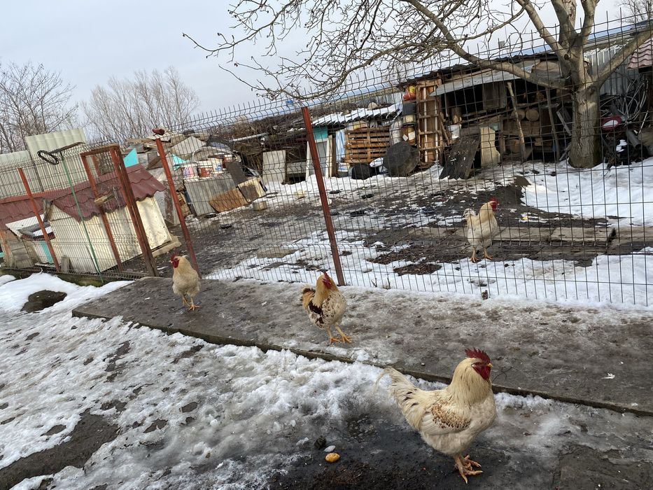 Cocosi albi  romanesti 1 an