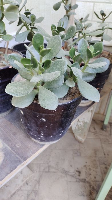 Продается денежное дерево