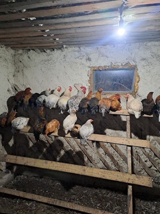 Продам молодых петушков
