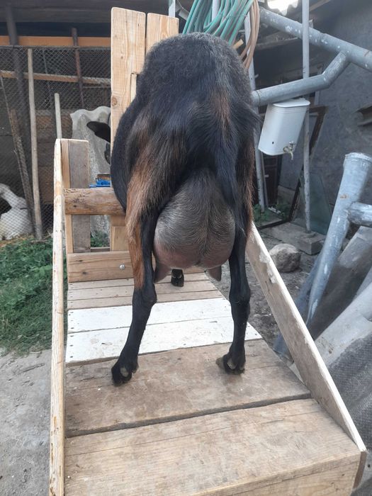 Capră  si țap  de rasă