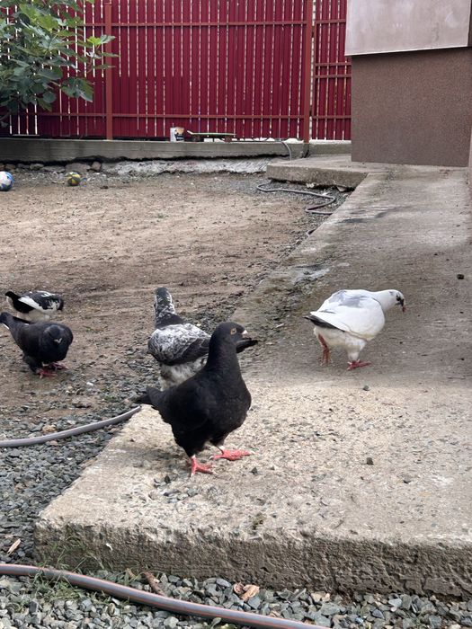 Porumbei americani AGH