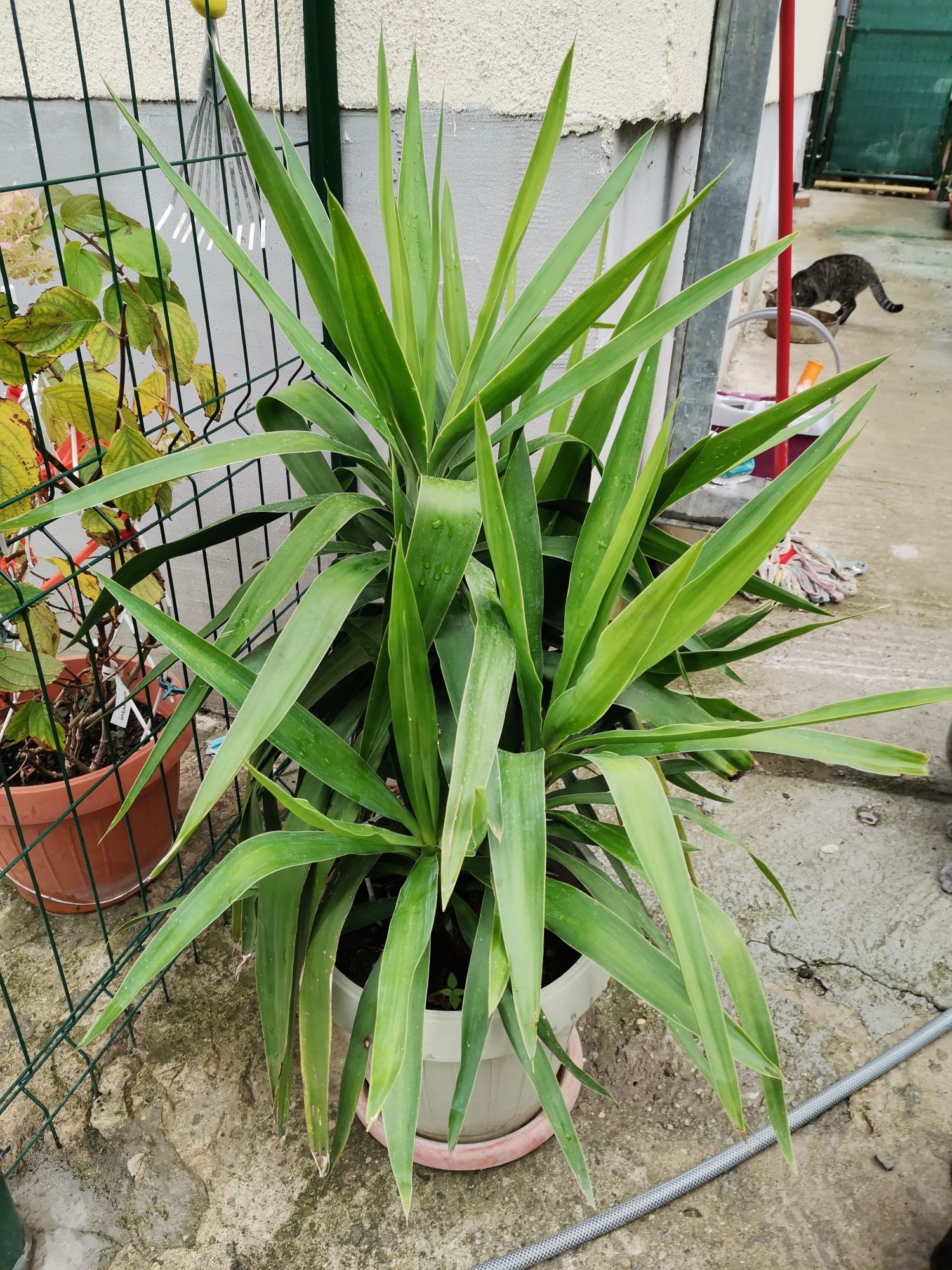 Yucca / planta decorativa de efect.