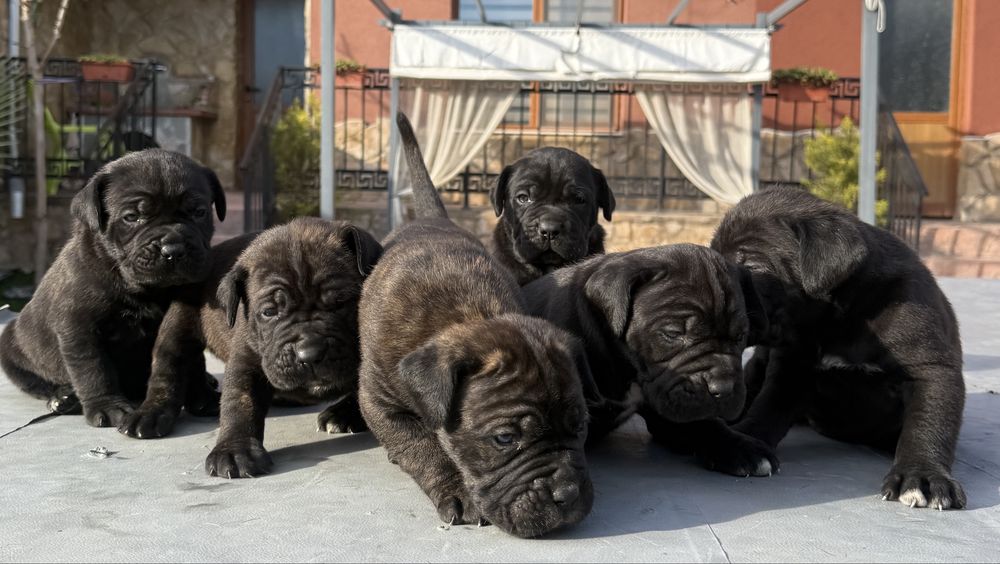 Уникални кученца кане корсо италяно,шоу клас чистокръвни.