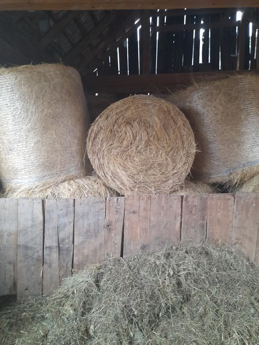 Vând baloti rotunzi fan