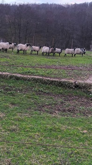 Oi Romanov de vanzare