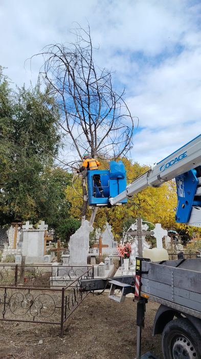 Toaletare/Fasonare/Tăieri Arbori/Alpinism Utilitar/Defrișări/Rapid.