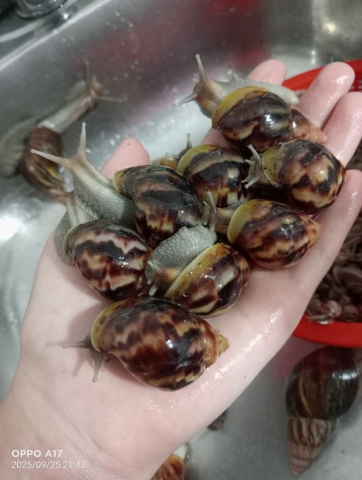 Ulitkalar arzon narxlarda