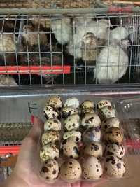 Vând oua de prepelita și oua pentru incubator furajate natural
