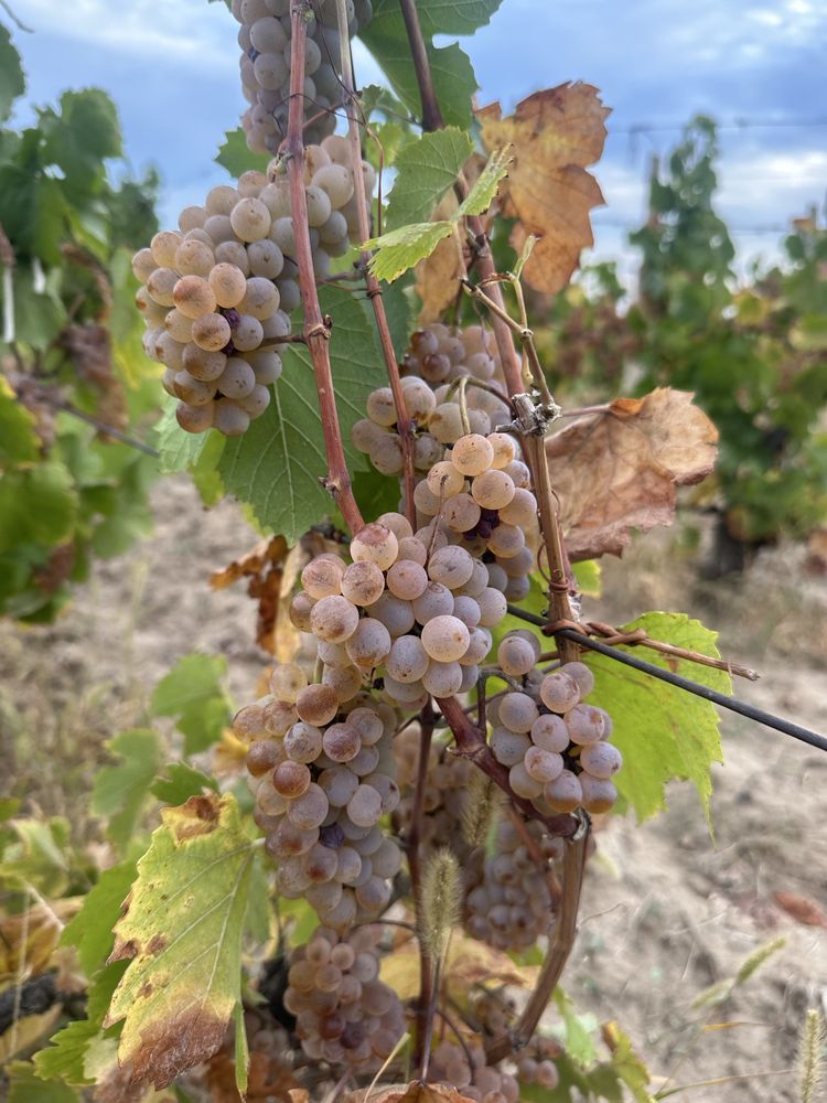 Struguri pentru vin productie 2025!!!