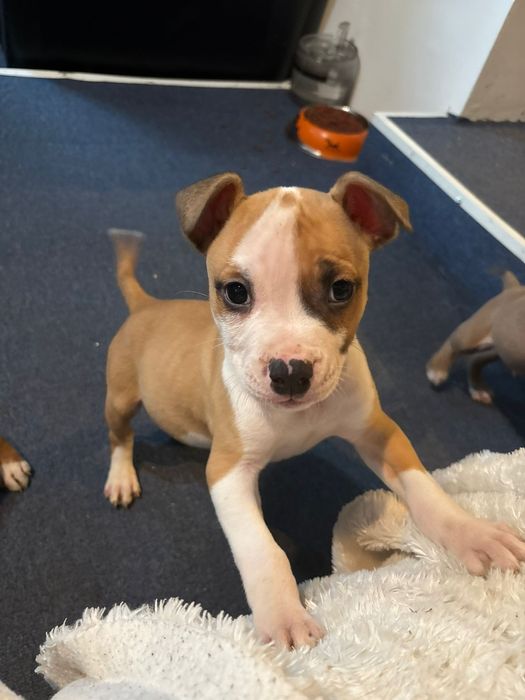 Mascul american staffordshire terrier