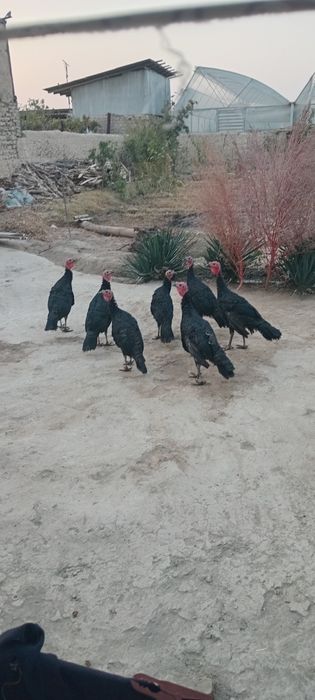 Parandala 7 ta  induk