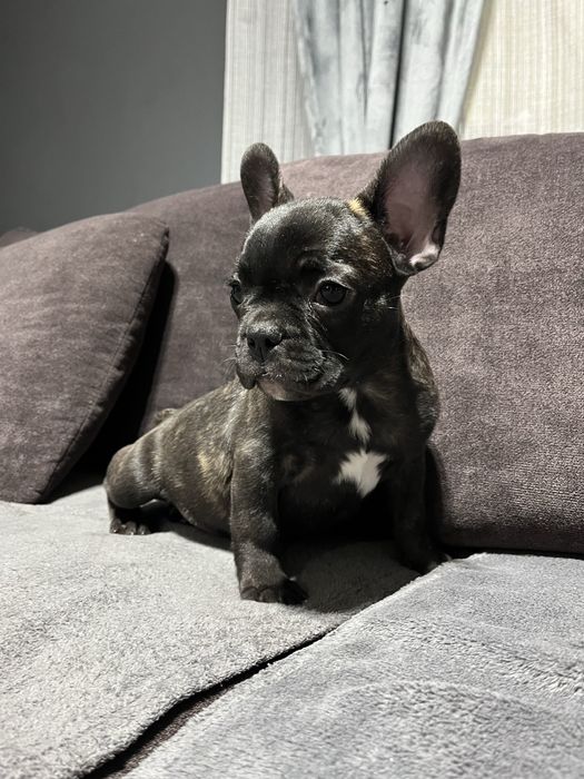 Buldog Francez Mascul – 11 săptămâni