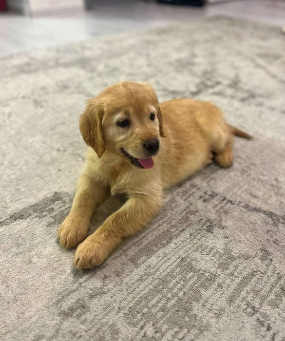 Vând golden retriever