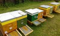 Пчелни кошери ДБ-10ка за подвижно пчеларство и добив на клей и прашец.