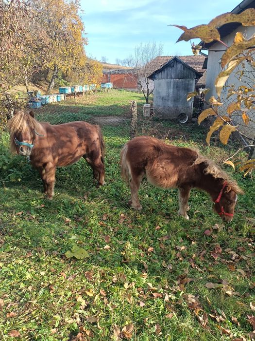 Vând Poneită cu vârsta de 8 ani