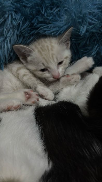 Котенки 2 мес только в хорошие руки