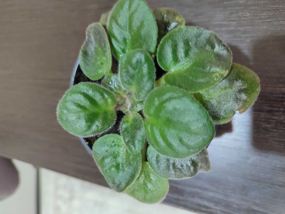 Продам ускоренные детки фиалок