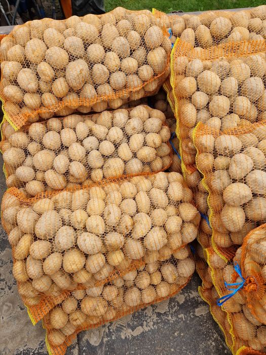 Cartof pentru consum Carrera