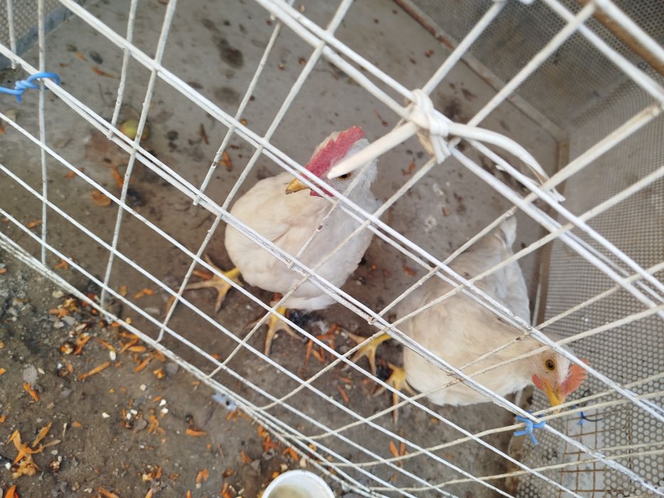 Tovuq sotiladi Продается курица