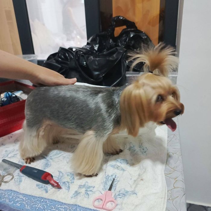 Стрижка мелких пород собак,грумер на дому