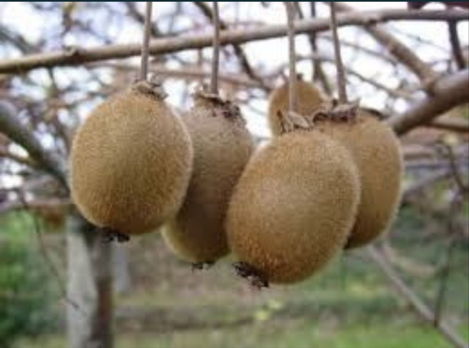 Kiwi actinidia delicioasa calitate garantata