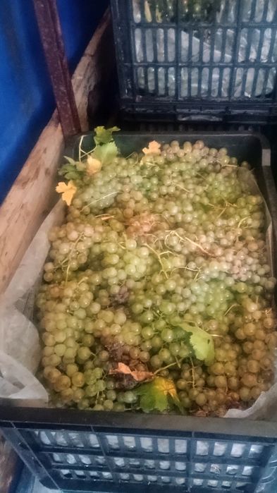 Struguri de vin  diferite soiuri