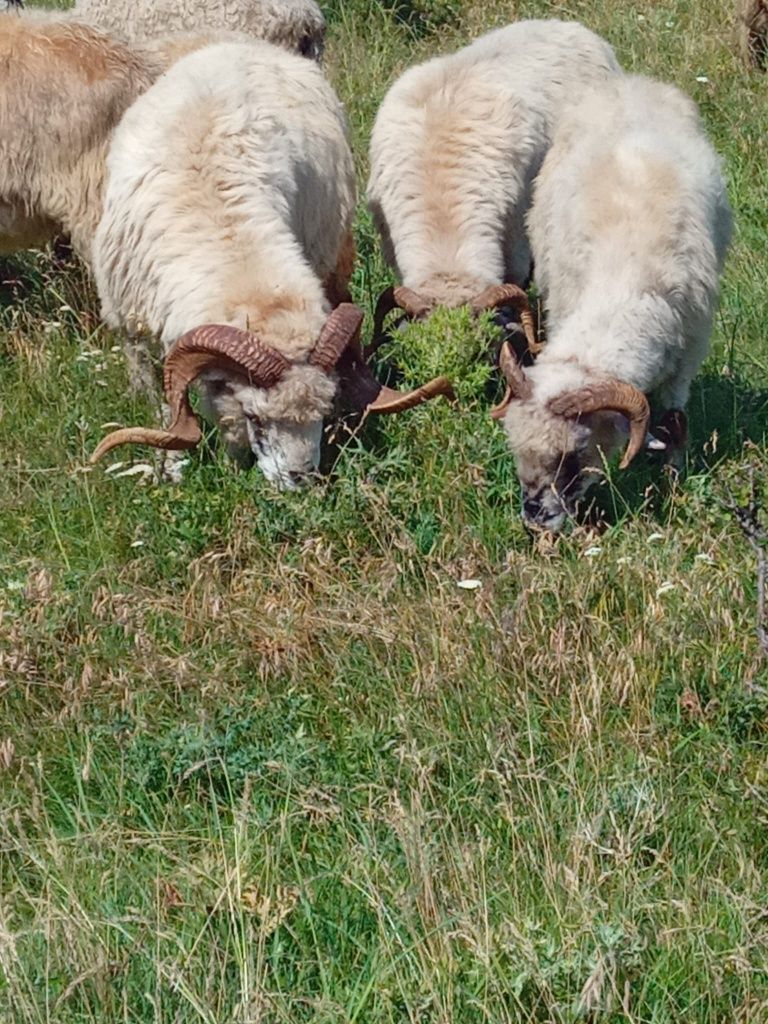 Berbeci oi de ținut și miei