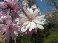 Magnolie stelata roz in ghiveci - flori parfumate