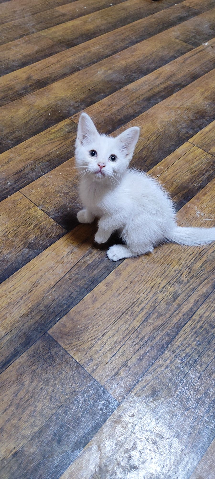 Oppoq angora 2,5 oylik
