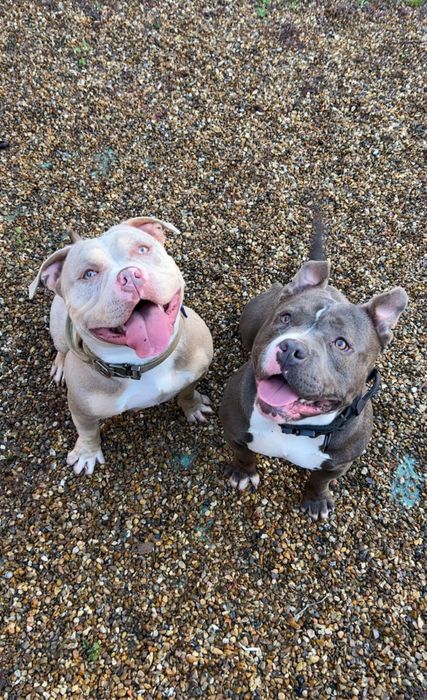 American bully pocket de vanzare, Femela si Mascul