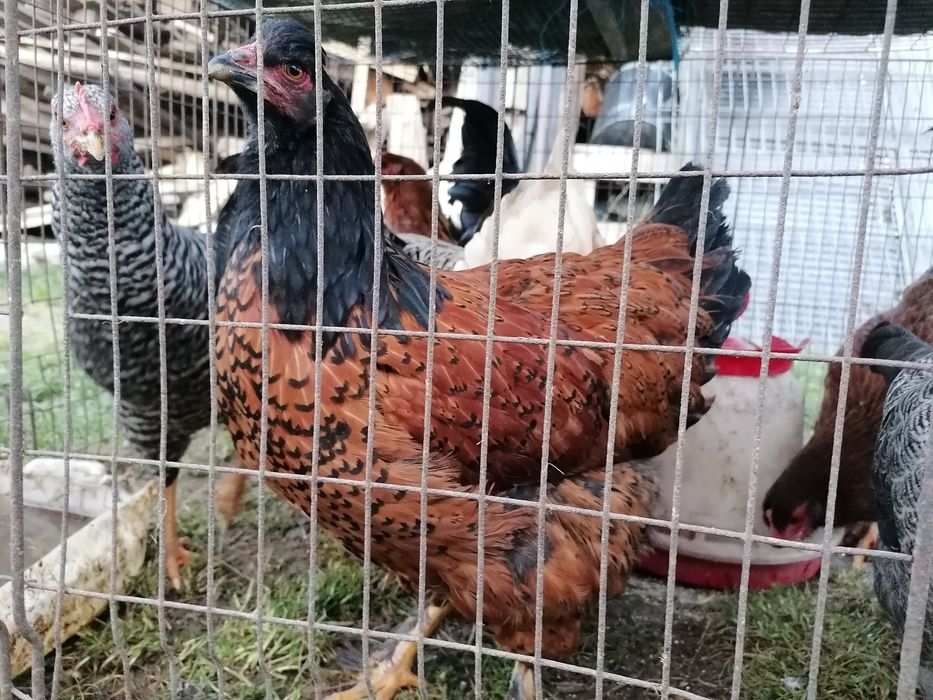 Puicute și cocosi de casa