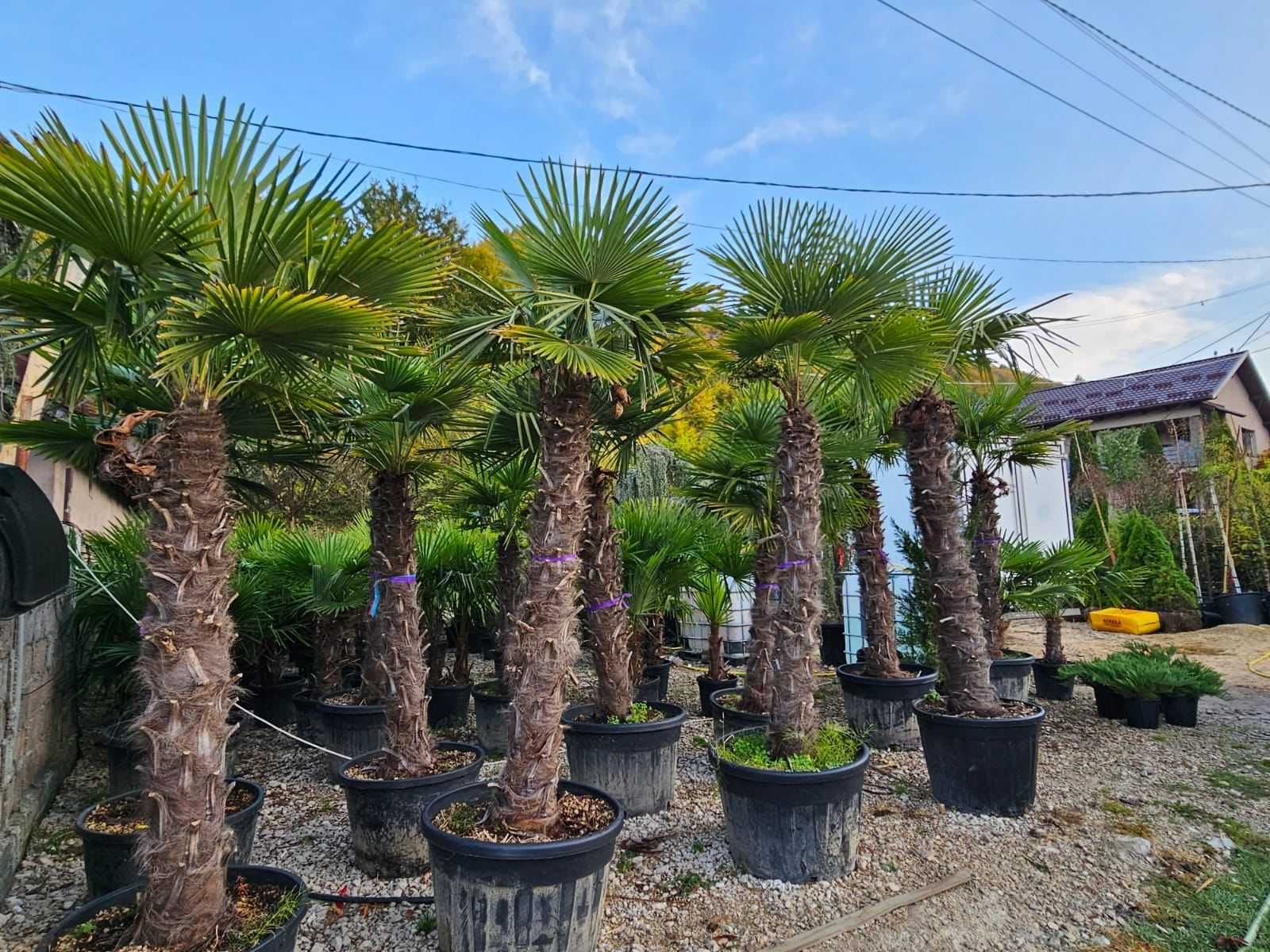 Yucca Rostrata Maslin Secular Palmier trachycarpus Fortunei Etc