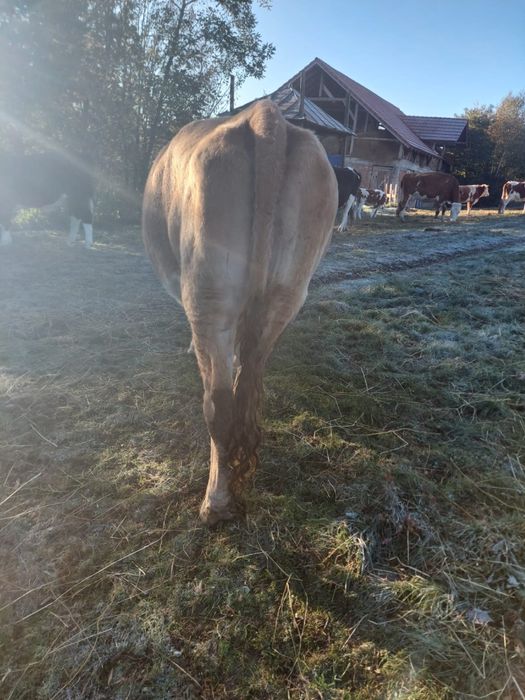 Vand 10 vaci si un taur