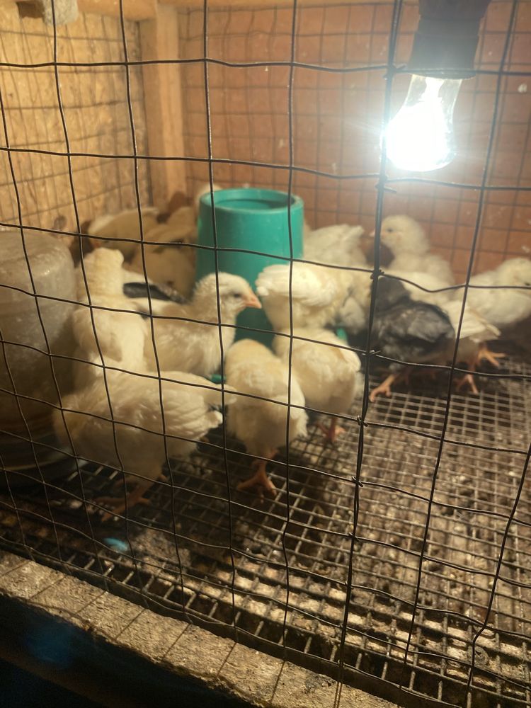 Цыплята от кур несушек