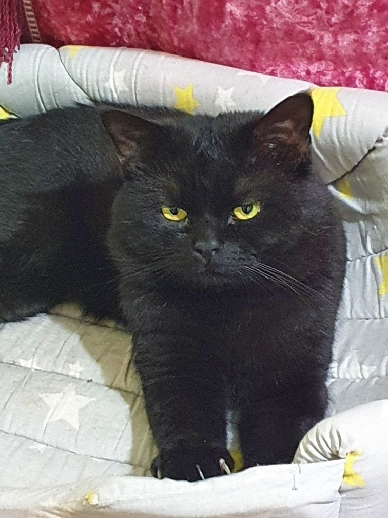 Скотиш фол и бритиш страйт