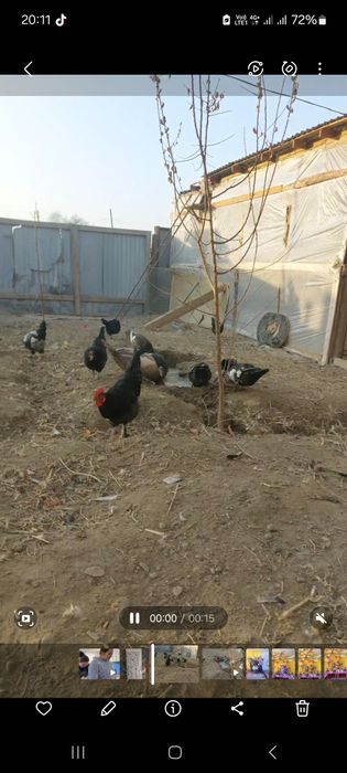 Гигант кара кораз сатылады