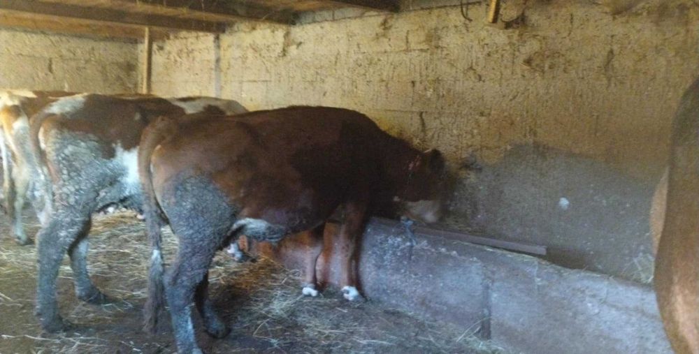 Vând doua vaci gestante