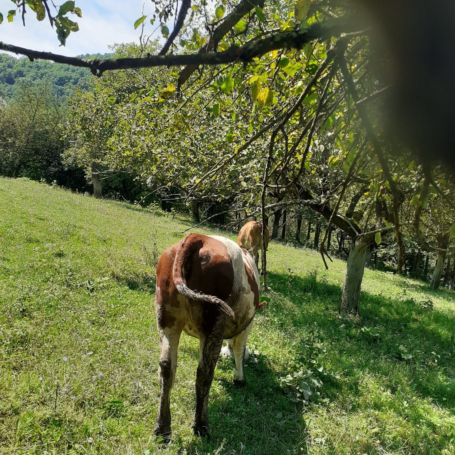 Vând 3  juninci de vaca