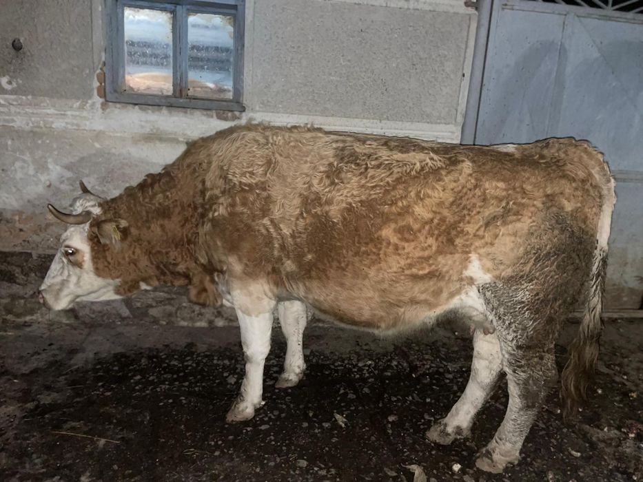 Vând vacă gestantă