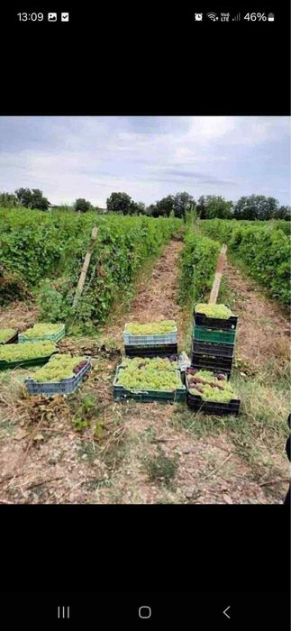 vand struguri de vinn