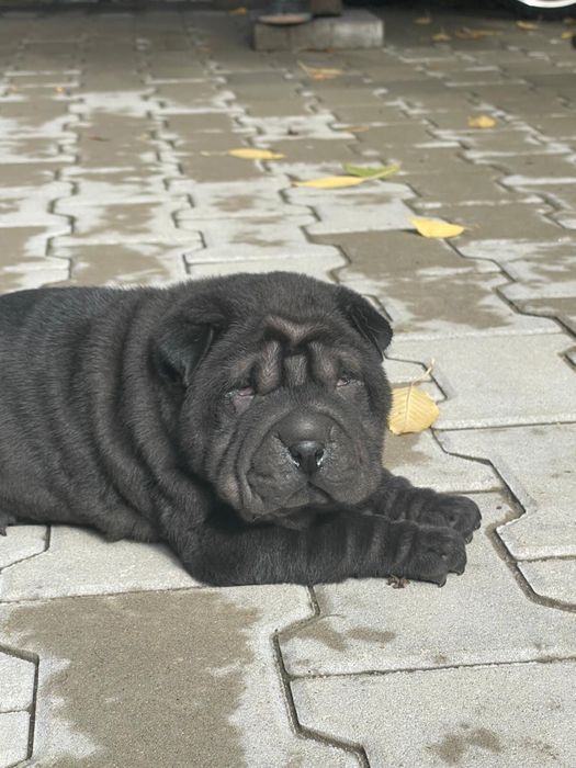 Mascul din rasa Shar Pei