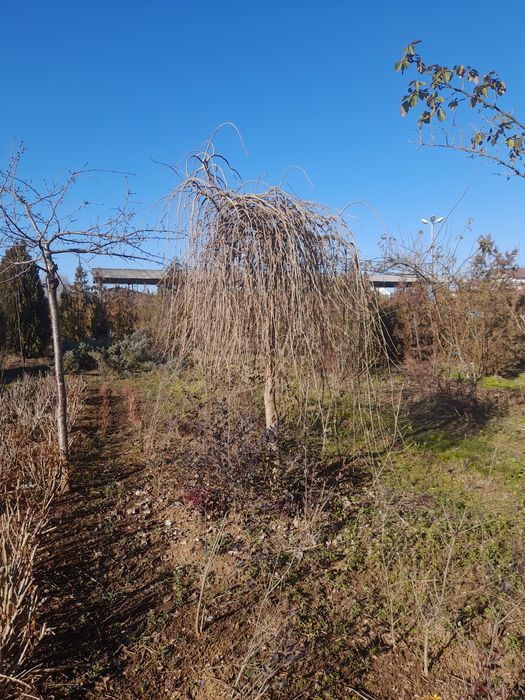 Tei mesteacan pawlonia braz artar